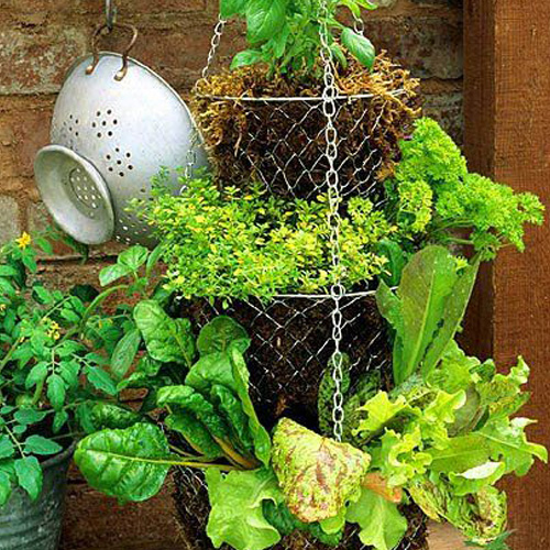 Hanging Herb Basket Wineandblooms Com   Featured Image Wb Herb Basket 