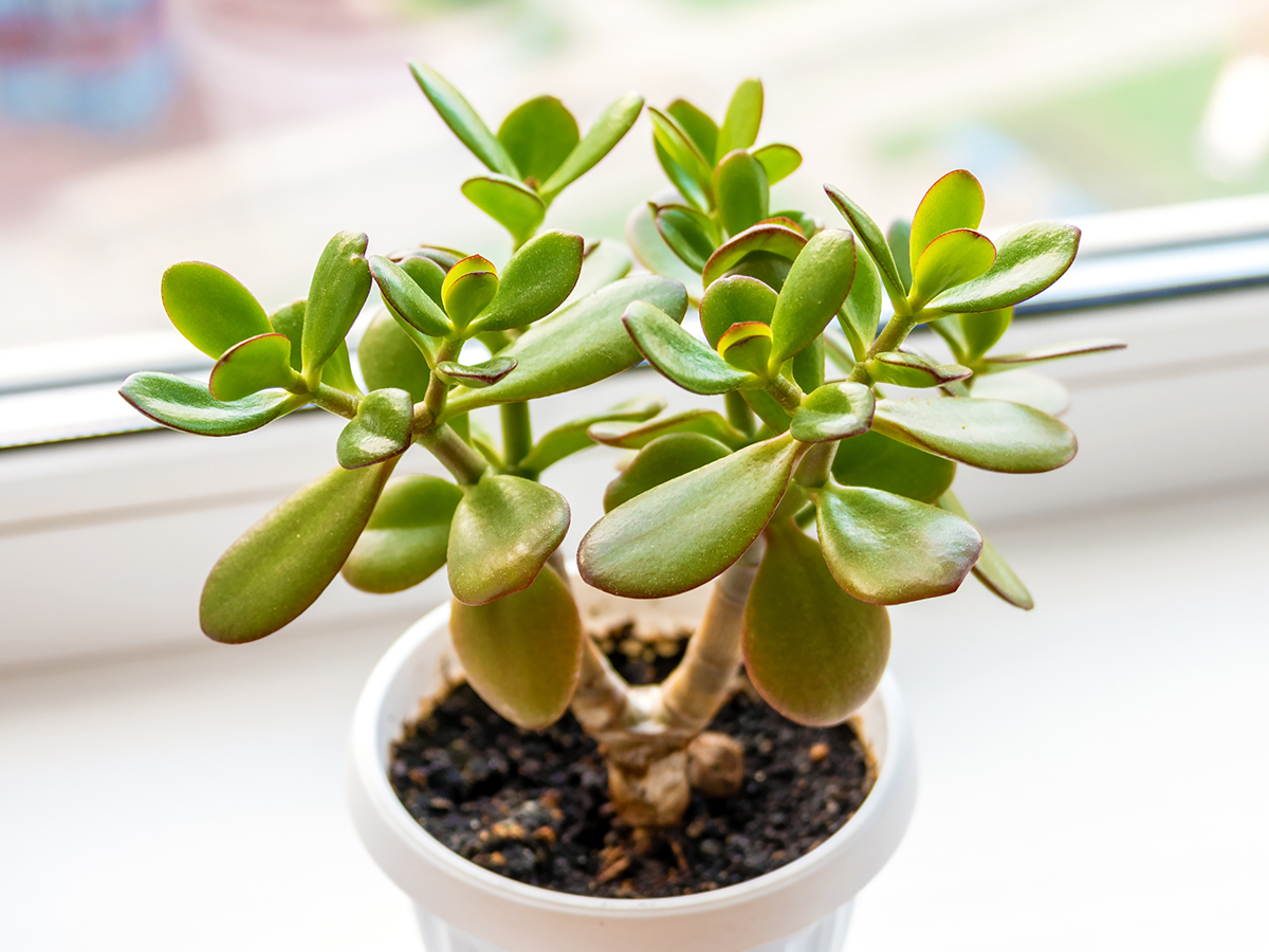 how-to-keep-succulents-alive-succulent-on-windowsill