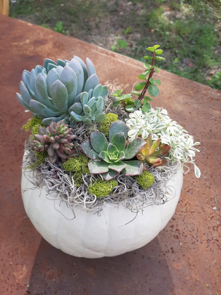 Pumpkin Succulent Planter